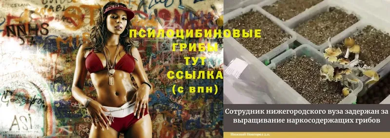 цены наркотик  Болгар  Галлюциногенные грибы MAGIC MUSHROOMS 